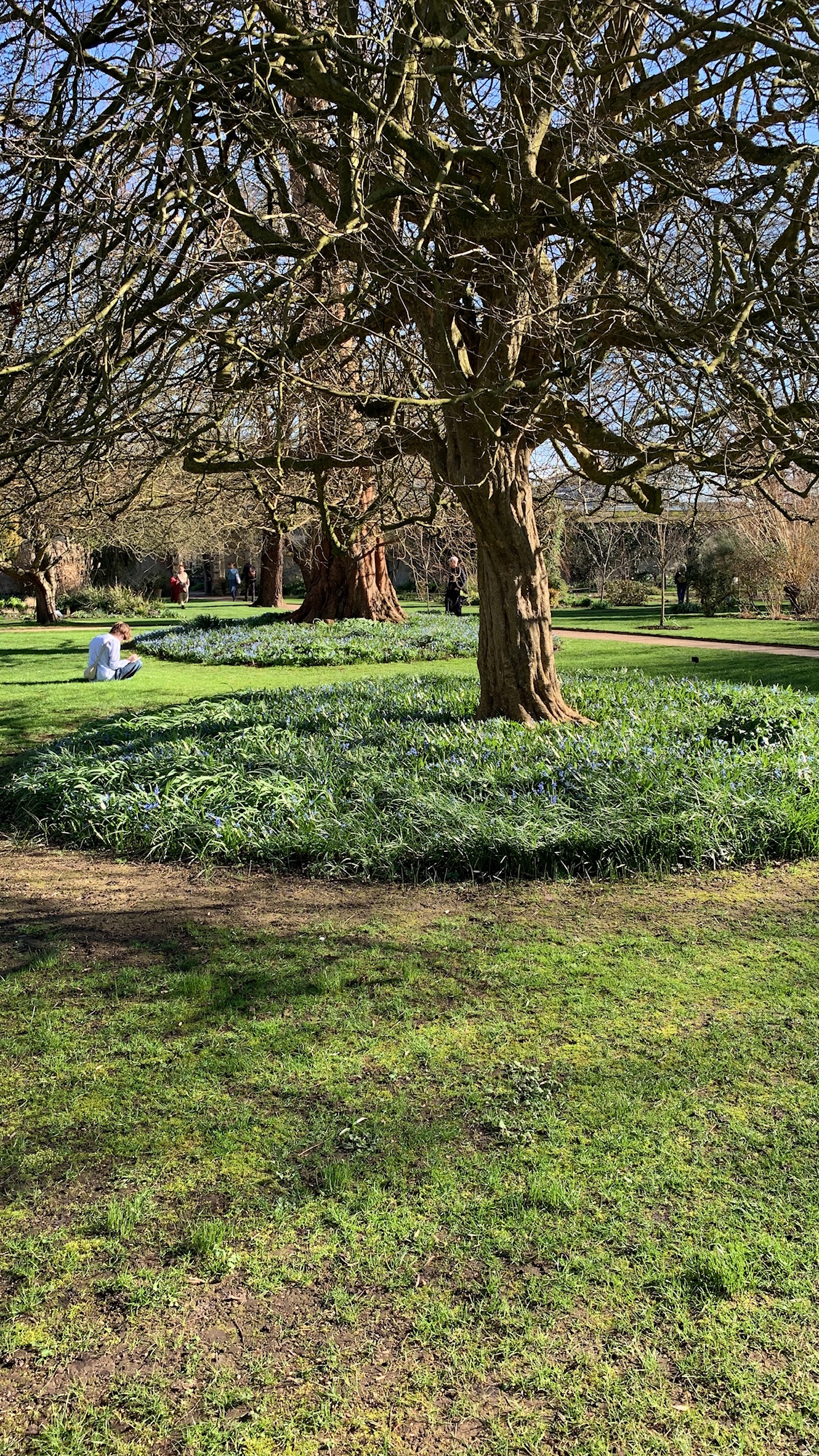 Some trees in the Oxford Botanic Garden